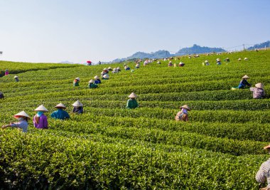 MocChau Highland, Son la Eyaleti, Vietnam Otc 25, 2015: Moc Chau Highland 'daki teras yeşil çay arsalarında çay yaprağı toplayan çiftçiler. Çay, Vietnam 'da, Çin' de, Japonya 'da, Kore' de, vs....