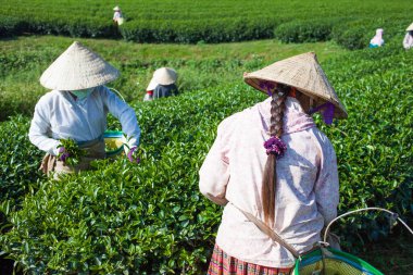 MocChau Highland, Son la Eyaleti, Vietnam Otc 25, 2015: Moc Chau Highland 'daki teras yeşil çay arsalarında çay yaprağı toplayan çiftçiler. Çay, Vietnam 'da, Çin' de, Japonya 'da, Kore' de, vs....