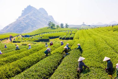 MocChau Highland, Son la Eyaleti, Vietnam Otc 25, 2015: Moc Chau Highland 'daki teras yeşil çay arsalarında çay yaprağı toplayan çiftçiler. Çay, Vietnam 'da, Çin' de, Japonya 'da, Kore' de, vs....