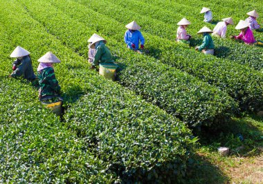 MocChau Highland, Son la Eyaleti, Vietnam Otc 25, 2015: Moc Chau Highland 'daki teras yeşil çay arsalarında çay yaprağı toplayan çiftçiler. Çay, Vietnam 'da, Çin' de, Japonya 'da, Kore' de, vs....