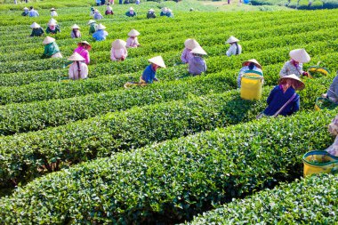 MocChau Highland, Son la Eyaleti, Vietnam Otc 25, 2015: Moc Chau Highland 'daki teras yeşil çay arsalarında çay yaprağı toplayan çiftçiler. Çay, Vietnam 'da, Çin' de, Japonya 'da, Kore' de, vs....