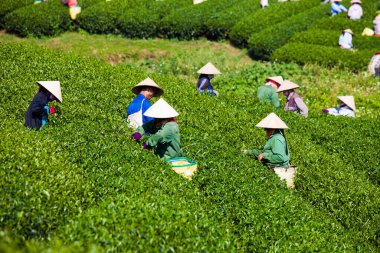 MocChau Highland, Son la Eyaleti, Vietnam Otc 25, 2015: Moc Chau Highland 'daki teras yeşil çay arsalarında çay yaprağı toplayan çiftçiler. Çay, Vietnam 'da, Çin' de, Japonya 'da, Kore' de, vs....