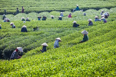 MocChau Highland, Son la Eyaleti, Vietnam Otc 25, 2015: Moc Chau Highland 'daki teras yeşil çay arsalarında çay yaprağı toplayan çiftçiler. Çay, Vietnam 'da, Çin' de, Japonya 'da, Kore' de, vs....