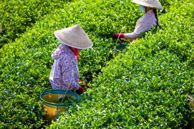 MocChau Highland, Son la Eyaleti, Vietnam Otc 25, 2015: Moc Chau Highland 'daki teras yeşil çay arsalarında çay yaprağı toplayan çiftçiler. Çay, Vietnam 'da, Çin' de, Japonya 'da, Kore' de, vs....