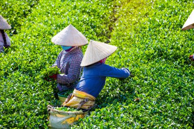 MocChau Highland, Son la Eyaleti, Vietnam Otc 25, 2015: Moc Chau Highland 'daki teras yeşil çay arsalarında çay yaprağı toplayan çiftçiler. Çay, Vietnam 'da, Çin' de, Japonya 'da, Kore' de, vs....