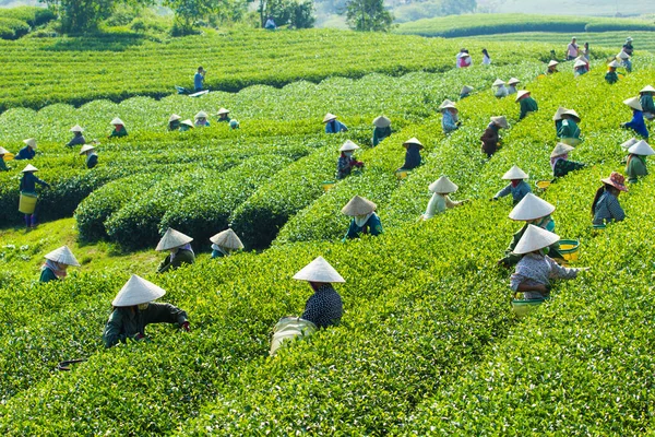 MocChau Highland, Son la Eyaleti, Vietnam Otc 25, 2015: Moc Chau Highland 'daki teras yeşil çay arsalarında çay yaprağı toplayan çiftçiler. Çay, Vietnam 'da, Çin' de, Japonya 'da, Kore' de, vs....