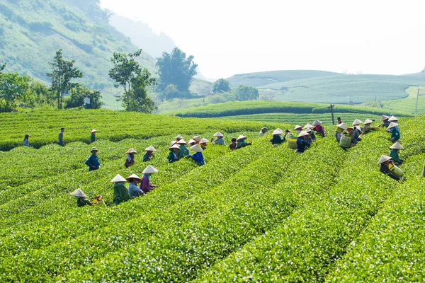 Mocchau Highland Son Province Vietnam Otc 2015 Farmáři Sbírají Čajové — Stock fotografie