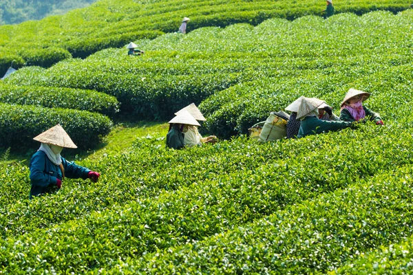 MocChau Highland, Son la Eyaleti, Vietnam Otc 25, 2015: Moc Chau Highland 'daki teras yeşil çay arsalarında çay yaprağı toplayan çiftçiler. Çay, Vietnam 'da, Çin' de, Japonya 'da, Kore' de, vs....