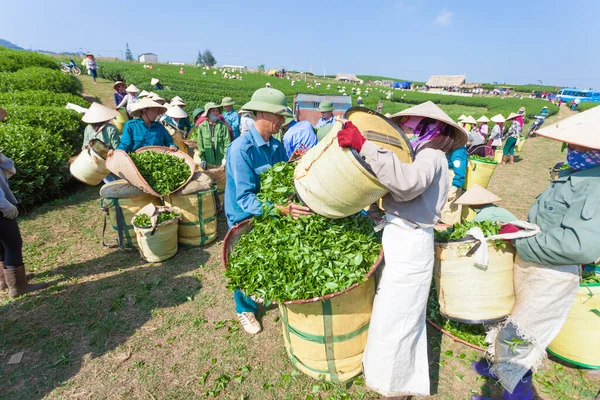 MocChau Highland, Son la Eyaleti, Vietnam Otc 25, 2015: Moc Chau Highland 'daki teras yeşil çay arsalarında çay yaprağı toplayan çiftçiler. Çay, Vietnam 'da, Çin' de, Japonya 'da, Kore' de, vs....