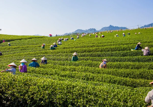 MocChau Highland, Son la Eyaleti, Vietnam Otc 25, 2015: Moc Chau Highland 'daki teras yeşil çay arsalarında çay yaprağı toplayan çiftçiler. Çay, Vietnam 'da, Çin' de, Japonya 'da, Kore' de, vs....