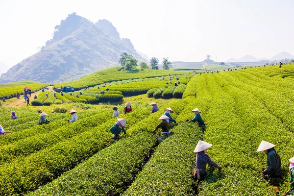 Mocchau Highland Son Province Vietnam Otc 2015 Farmáři Sbírají Čajové Royalty Free Stock Fotografie