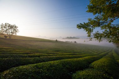 Mocchau dağları, Vietnam: Moc Chau çay tepesi, Moc Chau köyü. Çay Asya 'da geleneksel bir içecektir.
