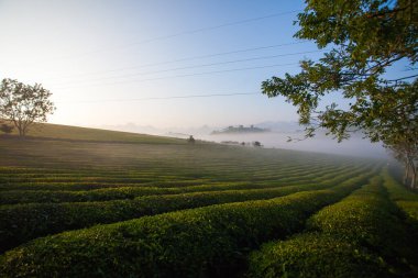 Mocchau dağları, Vietnam: Moc Chau çay tepesi, Moc Chau köyü. Çay Asya 'da geleneksel bir içecektir.