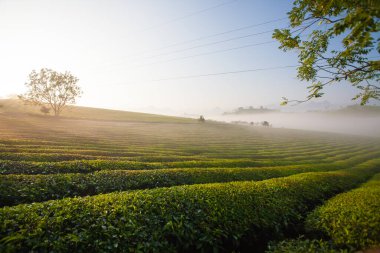 Mocchau dağları, Vietnam: Moc Chau çay tepesi, Moc Chau köyü. Çay Asya 'da geleneksel bir içecektir.