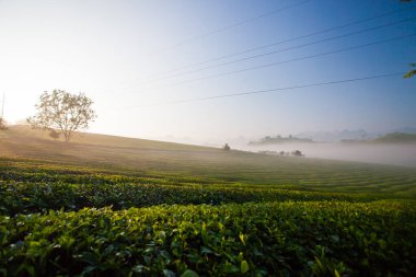 Mocchau dağları, Vietnam: Moc Chau çay tepesi, Moc Chau köyü. Çay Asya 'da geleneksel bir içecektir.