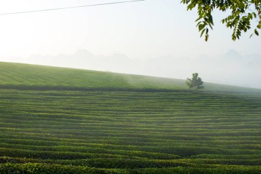 Mocchau dağları, Vietnam: Moc Chau çay tepesi, Moc Chau köyü. Çay Asya 'da geleneksel bir içecektir.