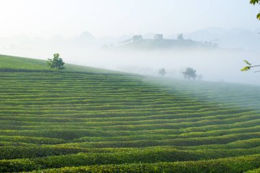 Mocchau dağları, Vietnam: Moc Chau çay tepesi, Moc Chau köyü. Çay Asya 'da geleneksel bir içecektir.