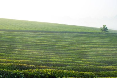 Mocchau dağları, Vietnam: Moc Chau çay tepesi, Moc Chau köyü. Çay Asya 'da geleneksel bir içecektir.