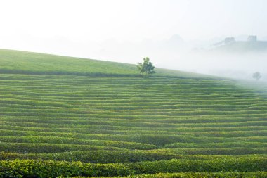 Mocchau dağları, Vietnam: Moc Chau çay tepesi, Moc Chau köyü. Çay Asya 'da geleneksel bir içecektir.