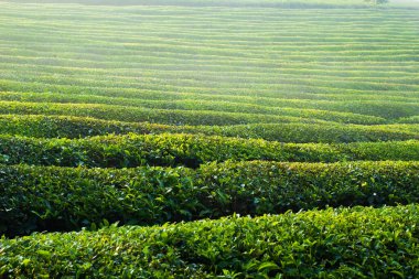 Mocchau dağları, Vietnam: Moc Chau çay tepesi, Moc Chau köyü. Çay Asya 'da geleneksel bir içecektir.