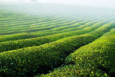 Mocchau dağları, Vietnam: Moc Chau çay tepesi, Moc Chau köyü. Çay Asya 'da geleneksel bir içecektir.