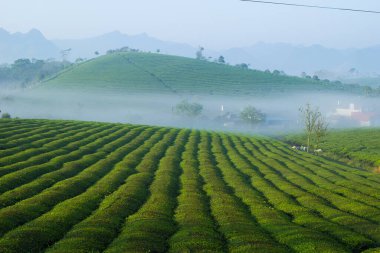 Mocchau dağları, Vietnam: Moc Chau çay tepesi, Moc Chau köyü. Çay Asya 'da geleneksel bir içecektir.