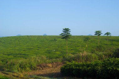 Mocchau dağları, Vietnam: Moc Chau çay tepesi, Moc Chau köyü. Çay Asya 'da geleneksel bir içecektir.