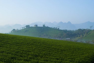 Mocchau dağları, Vietnam: Moc Chau çay tepesi, Moc Chau köyü. Çay Asya 'da geleneksel bir içecektir.
