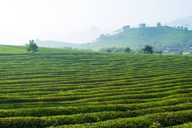 Mocchau dağları, Vietnam: Moc Chau çay tepesi, Moc Chau köyü. Çay Asya 'da geleneksel bir içecektir.