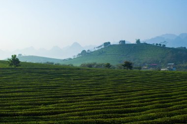 Mocchau dağları, Vietnam: Moc Chau çay tepesi, Moc Chau köyü. Çay Asya 'da geleneksel bir içecektir.
