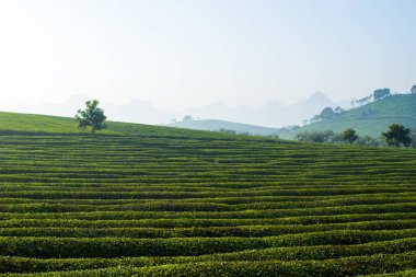 Mocchau dağları, Vietnam: Moc Chau çay tepesi, Moc Chau köyü. Çay Asya 'da geleneksel bir içecektir.