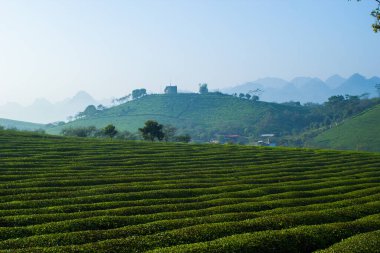 Mocchau dağları, Vietnam: Moc Chau çay tepesi, Moc Chau köyü. Çay Asya 'da geleneksel bir içecektir.
