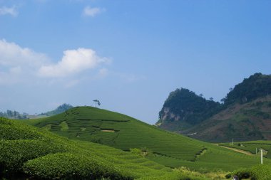 Mocchau dağları, Vietnam: Moc Chau çay tepesi, Moc Chau köyü. Çay Asya 'da geleneksel bir içecektir.