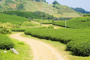Mocchau dağları, Vietnam: Moc Chau çay tepesi, Moc Chau köyü. Çay Asya 'da geleneksel bir içecektir.