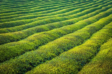 Mocchau dağları, Vietnam: Moc Chau çay tepesi, Moc Chau köyü. Çay Asya 'da geleneksel bir içecektir.
