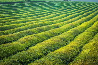 Mocchau dağları, Vietnam: Moc Chau çay tepesi, Moc Chau köyü. Çay Asya 'da geleneksel bir içecektir.