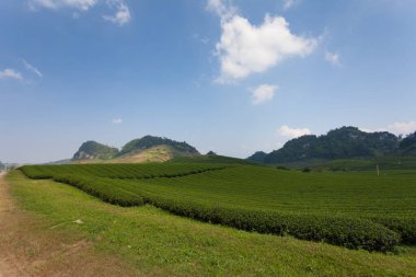 Mocchau dağları, Vietnam: Moc Chau çay tepesi, Moc Chau köyü. Çay Asya 'da geleneksel bir içecektir.