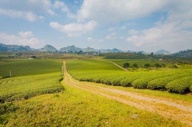 Mocchau dağları, Vietnam: Moc Chau çay tepesi, Moc Chau köyü. Çay Asya 'da geleneksel bir içecektir.