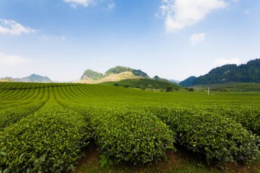 Mocchau dağları, Vietnam: Moc Chau çay tepesi, Moc Chau köyü. Çay Asya 'da geleneksel bir içecektir.