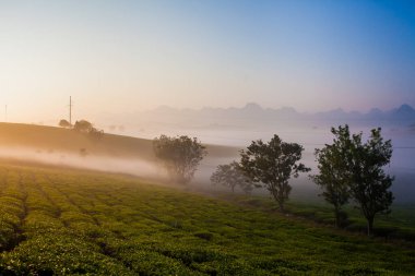 Mocchau dağları, Vietnam: Moc Chau çay tepesi, Moc Chau köyü. Çay Asya 'da geleneksel bir içecektir.