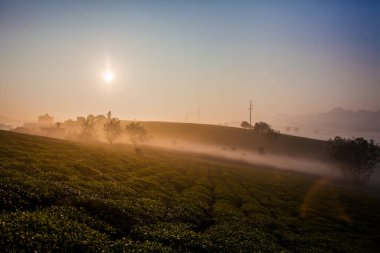 Mocchau dağları, Vietnam: Moc Chau çay tepesi, Moc Chau köyü. Çay Asya 'da geleneksel bir içecektir.