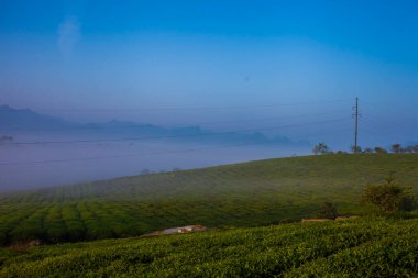Mocchau dağları, Vietnam: Moc Chau çay tepesi, Moc Chau köyü. Çay Asya 'da geleneksel bir içecektir.