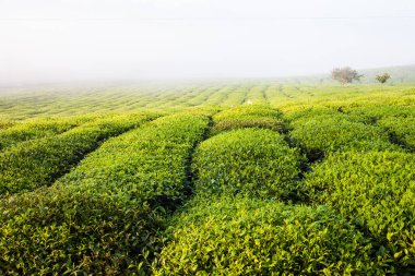 Mocchau dağları, Vietnam: Moc Chau çay tepesi, Moc Chau köyü. Çay Asya 'da geleneksel bir içecektir.