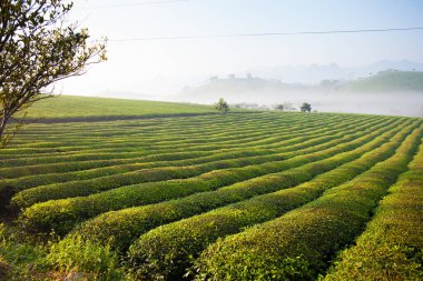 Mocchau dağları, Vietnam: Moc Chau çay tepesi, Moc Chau köyü. Çay Asya 'da geleneksel bir içecektir.