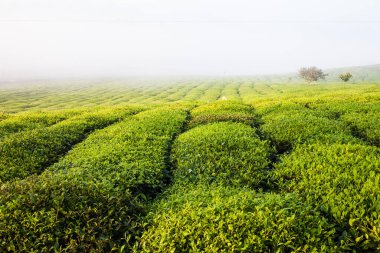 Mocchau dağları, Vietnam: Moc Chau çay tepesi, Moc Chau köyü. Çay Asya 'da geleneksel bir içecektir.
