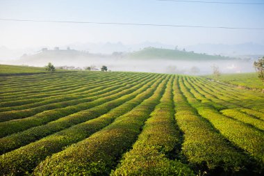 Mocchau dağları, Vietnam: Moc Chau çay tepesi, Moc Chau köyü. Çay Asya 'da geleneksel bir içecektir.