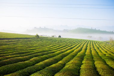 Mocchau dağları, Vietnam: Moc Chau çay tepesi, Moc Chau köyü. Çay Asya 'da geleneksel bir içecektir.