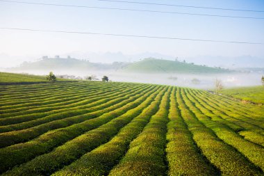 Mocchau dağları, Vietnam: Moc Chau çay tepesi, Moc Chau köyü. Çay Asya 'da geleneksel bir içecektir.