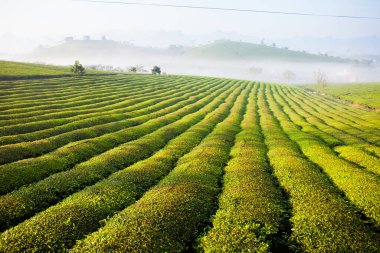 Mocchau dağları, Vietnam: Moc Chau çay tepesi, Moc Chau köyü. Çay Asya 'da geleneksel bir içecektir.