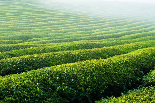Mocchau dağları, Vietnam: Moc Chau çay tepesi, Moc Chau köyü. Çay Asya 'da geleneksel bir içecektir.